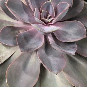 Meet your Posher, Serena